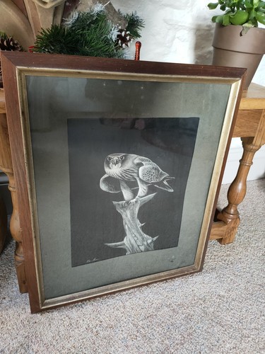 Roger brown peregrine falcon - roger,
