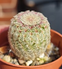 Echinocereus Rubispinus -