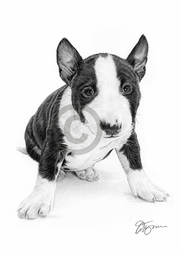 English bull terrier - english, puppy