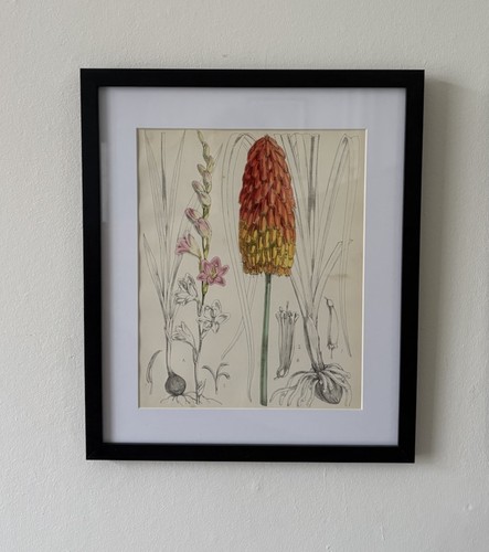 Antique botanical flower - antique,