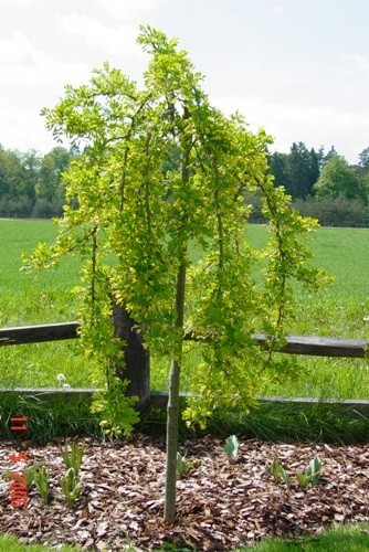 Weeping pea tree - weeping, 'caragana