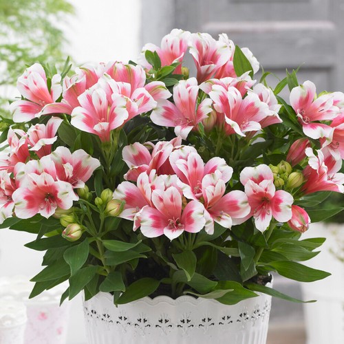 Alstroemeria inticancha maya - alstroemeria,