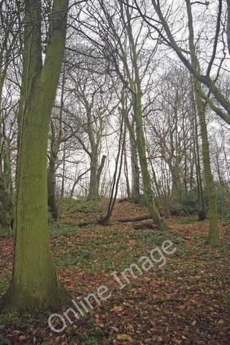 Photo 6x4 kingley wood - 6x4,