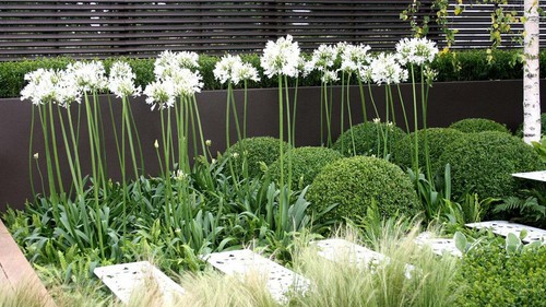 Agapanthus praecox alba white - agapanthus,