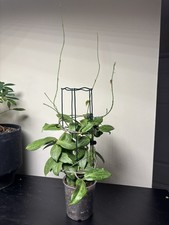 Hoya Sp Fitchii Large Mature