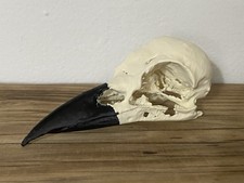 Replica Carrion Crow Skull