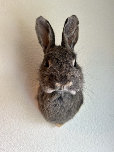 Taxidermy rabbit mask - taxidermy, is