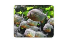 Piranha Fish PiraÃƒÂ±a