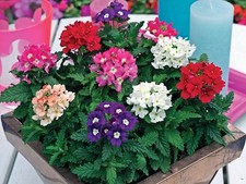 6 Verbena Tuscany Mix | 6