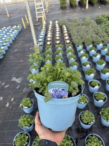Campanula rapido blue hardy - blue,