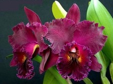 Blc. Chia Lin 'New City'