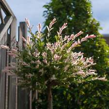 Salix intergra 'Hakuro - Nishiki'  Flamingo Dwarf Willow Tree