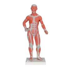 3B Human Muscle Figure 1/3 Life-Size  - Human Body Torso Model for Anatomy 57cm