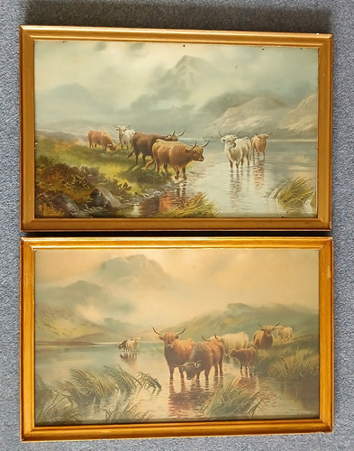 West highland cattle - highland,