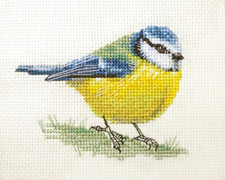 BLUE TIT Garden Bird  Full