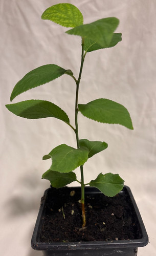 Rivers early prolific plum - prolific,