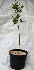 English Oak, Acorn, Quercus robur Tree in a large 5 Litre Rigid  Pot. 