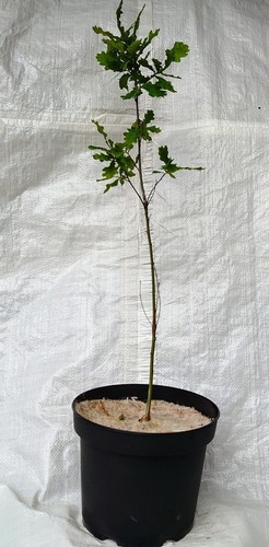 English oak acorn - acorn,, quercus