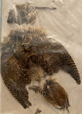 Complete Woodcock Skin - All