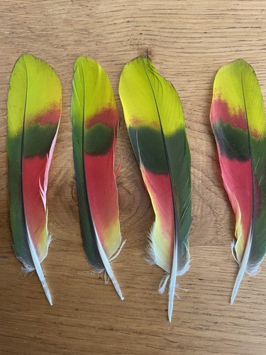 Genuine naturally molted - 4, x