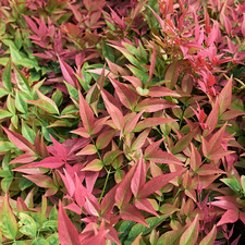 1 Live Plant – Nandina
