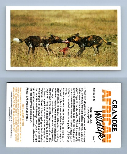 Hunting dog grandee african - hunting, #5