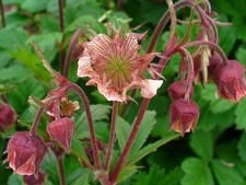 Geum rivale 'Leonard's Variety' Perennial Mid-Green Leaves  Coral  Blooms