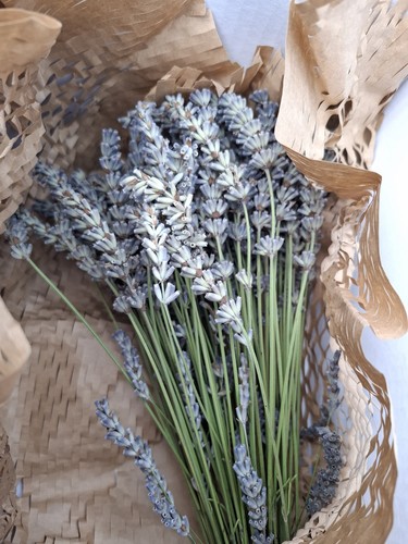 2026 dry lavender stalks - 2026,
