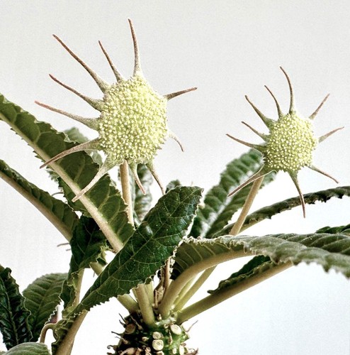 Dorstenia crispa seeds - crispa,