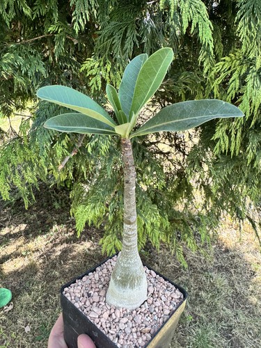 Adenium arabicum beautiful - adenium,