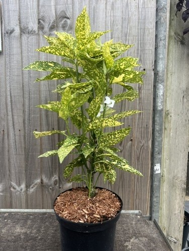 Aucuba japonica japanese - aucuba, japonica/japanese
