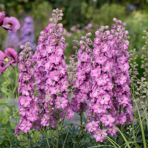 Delphinium delgenius chantay - delgenius,