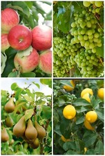 15 FRUIT TREE SEEDS-APPLE