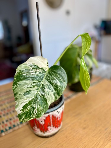 Monstera albo highly - monstera,