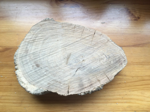 Oak wood tree - oak,
