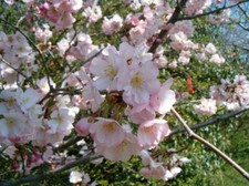 AMYGDALUS COMMUNIS, Prunus