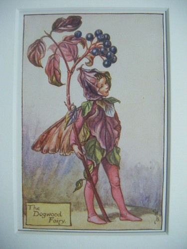 Vintage flower fairies - vintage,