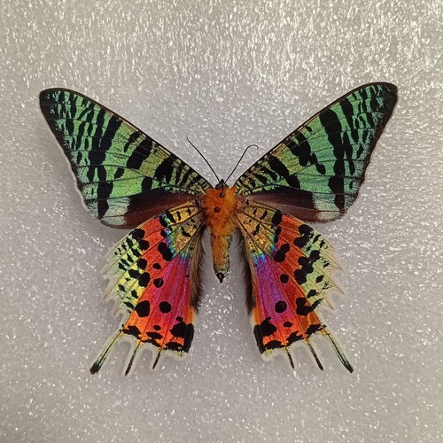 Urania ripheus moth set - urania,