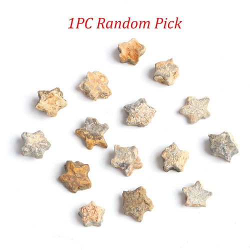 1pc random crinoid fossil - crinoid,