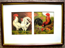 White Leghorns.Brown Leghorns .Poultry.Cocks and Hens .Ready to Hang.