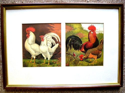White leghorns brown - white,