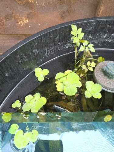 10x dwarf water - 10x, lettuce