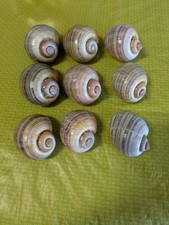 9 Small 1.5" Apple Snail Clean