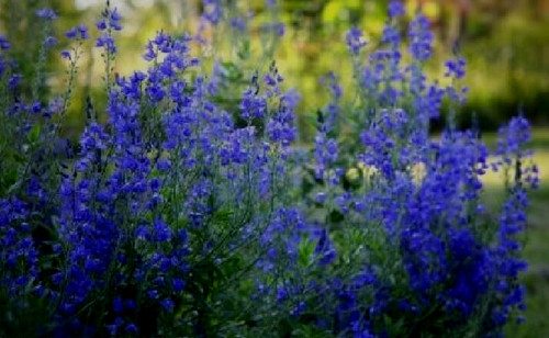 Veronica austriaca crater - austriaca, 'crater