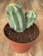 Euphorbia Fruticosa | Succulent Cactus | 13cm Pot | Rare | 1 Or 2 Offsets