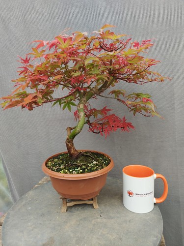 Beautiful japanese maple - beautiful,