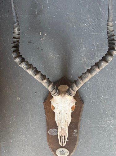 Impala skull and horns - impala,