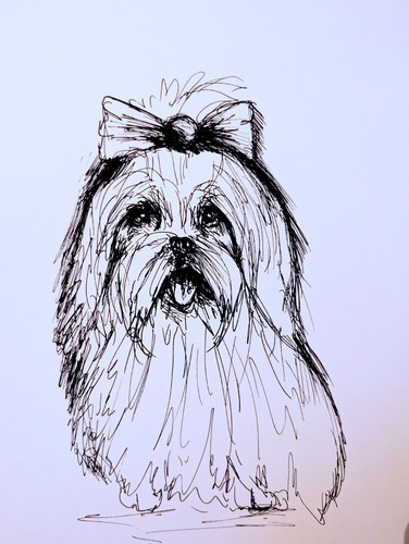 Maltese puppy dog - maltese,