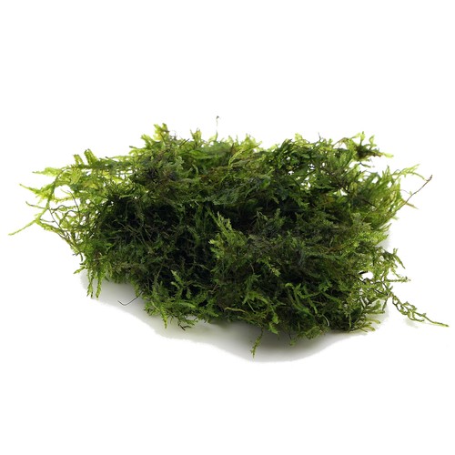 Peacock moss - peacock,