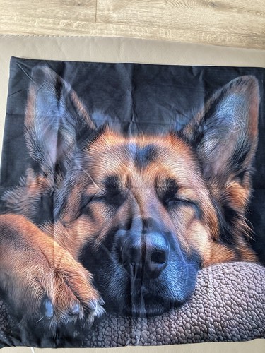 German shepherd alsatian - alsatian, dog